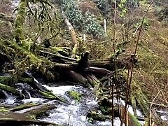 Hike with Mike at Munson Creek Falls POV